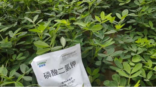 磷酸二氢钾助力作物高产