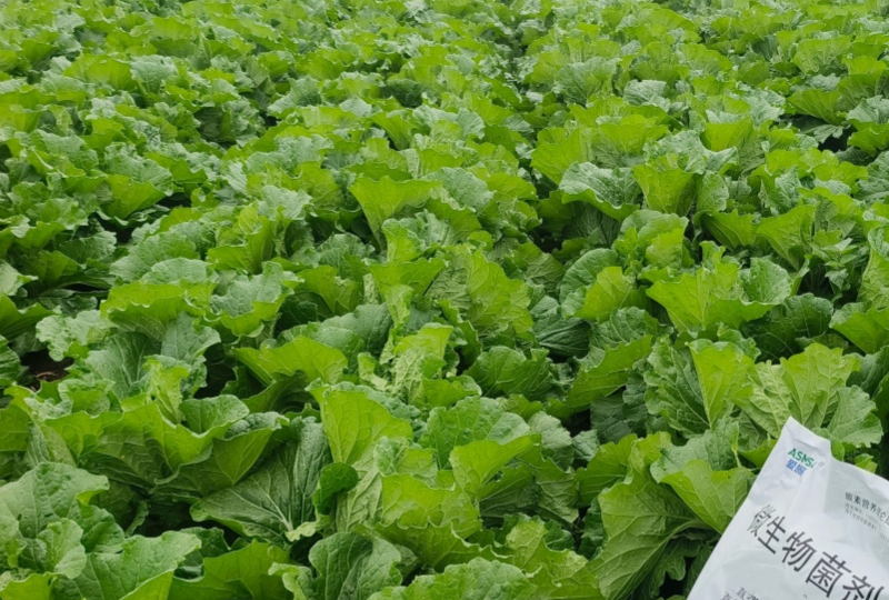 白菜施肥-蔓叶微生物菌剂